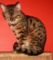 /album/prinz1/bengal-katzen-prinz-001-jpg2/